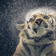 Illustration for article titled Tim Flachs intimate animal portraits reveal natures human side